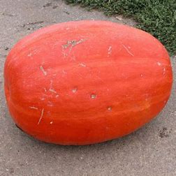 Tykev velkoplodá plazivá Goliáš (Cucurbita maxima), osivo