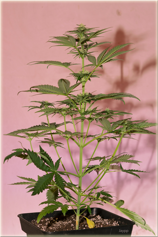 Black Jack Fast Version - feminizovaná semínka 3 ks Sweet Seeds