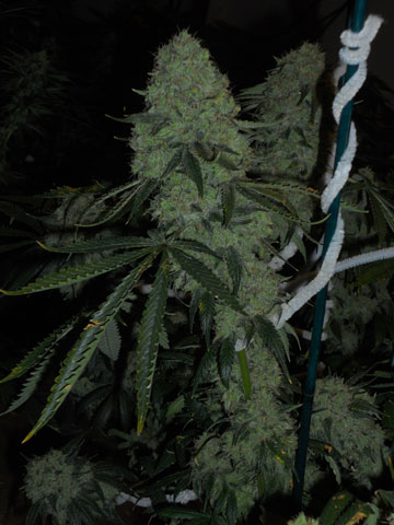 Cali Connection Deadhead OG feminizovaná semena