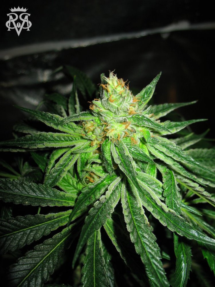 SickMeds Seeds Chupacabra feminizovaná semena