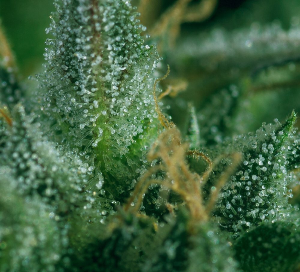 Super CBDx Skunk #1 x SCBDX feminizovaná semena