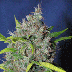 Sagarmatha Seeds Blueberry Bud feminizovaná semena
