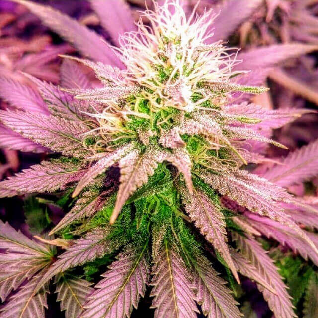 Holy Smoke Seeds Sex Wax feminizovaná semena