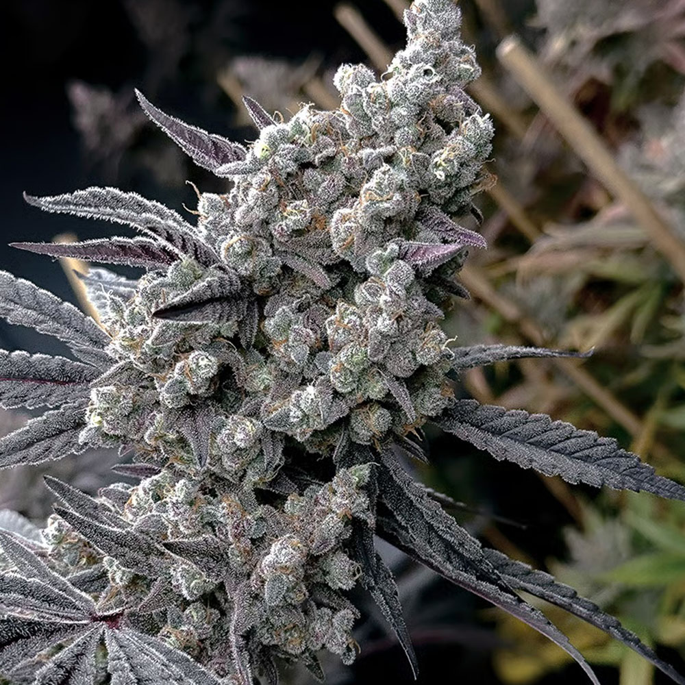 Solfire Gardens Pineapple Pucker feminizovaná semena