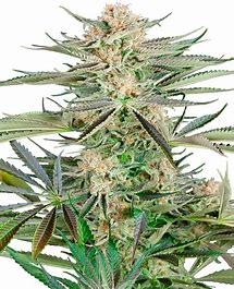 Sensi Seeds Screwdriver OG feminizovaná semena