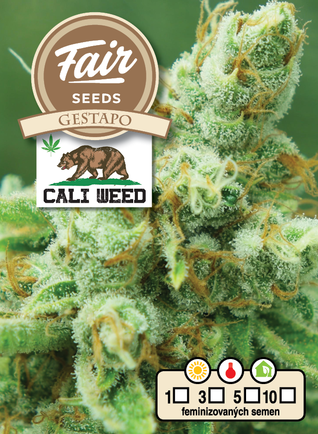 Fair Seeds Cali Weed Gestapo feminizovaná semena