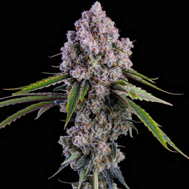 Ethos Genetics Pepe Silvia R1 feminizovaná semena
