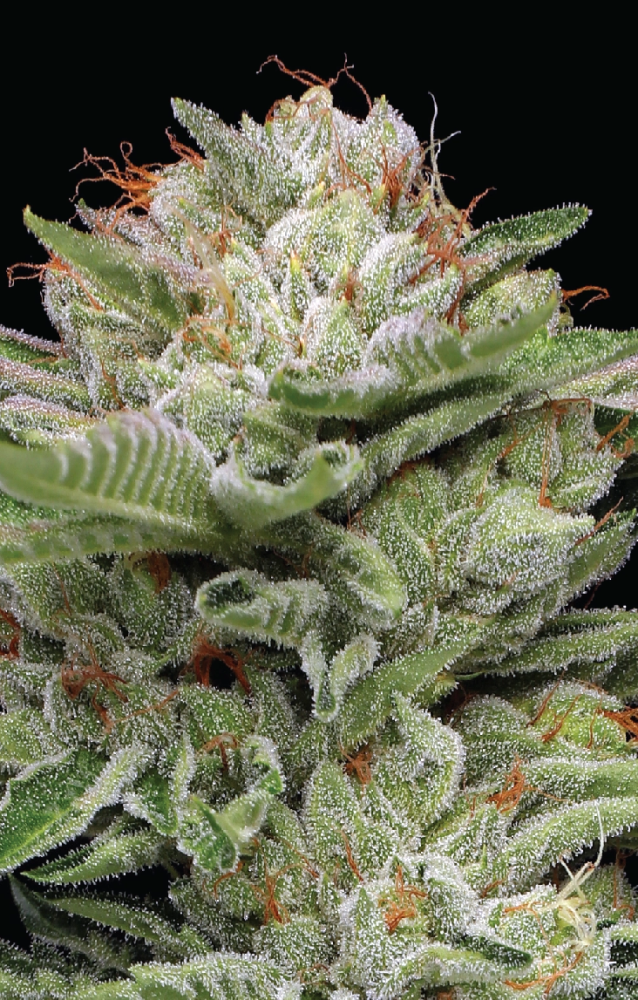 Humboldt Seed Company Durban Poison Auto samonakvétací feminizovaná semena