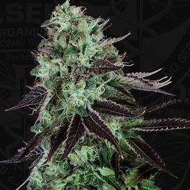 T.H. Seeds Darkstar Kush feminizovaná semena