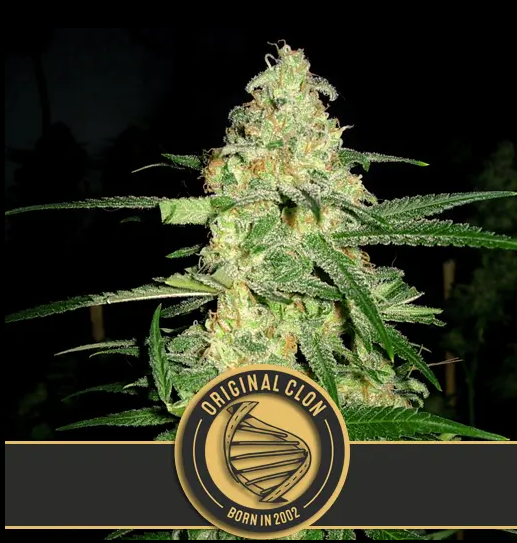 BlimBurn Seeds Original Clon feminizovaná semena