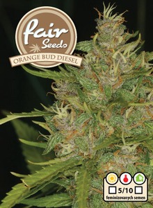 Orange Bud Diesel - feminizované semená 10 ks Fair Seeds