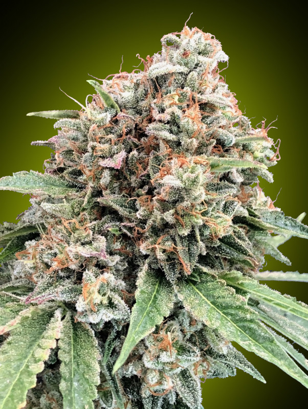 Sweet Critical 2.0 - feminizované semená marihuany, 5 ks 00 Semená