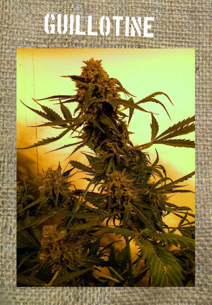 French Touch Seeds Guillotine Auto samonakvétací semena, 1 ks