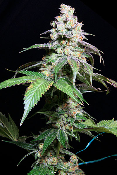 Subcool Seeds Grape Inferno regulérní semena