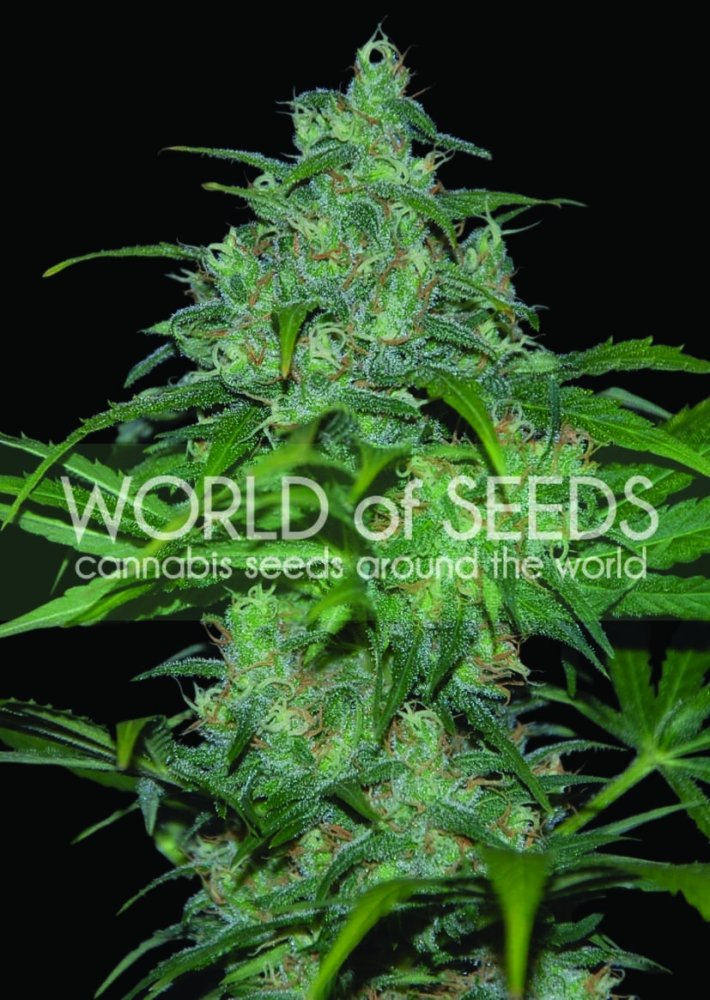 World of Seeds Wild Thailand regulérní semena