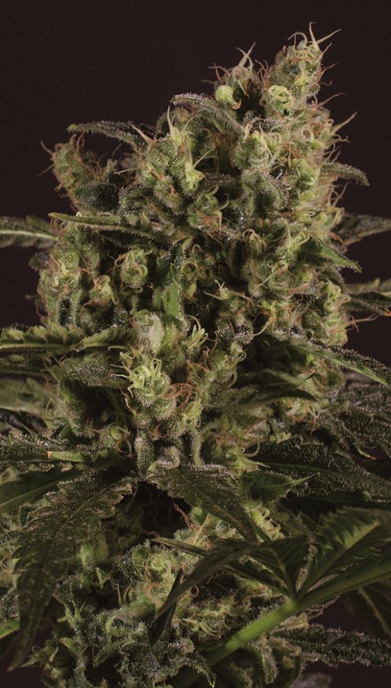 Super CBDx Sage 'n' Sour x SCBDX feminizovaná semena