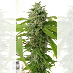 Holy Smoke Seeds Chem Toffees regulérní semena