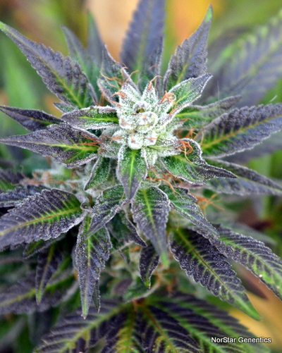 Norstar Genetics Bubba Fresh regulérní semena