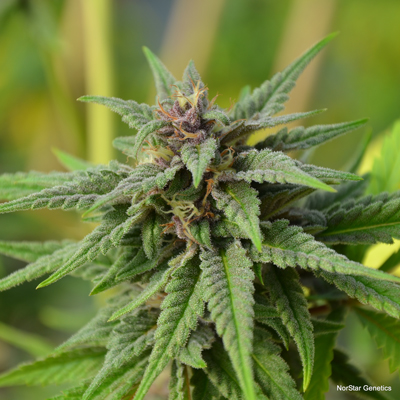 Norstar Genetics MoonShadow regulérní semena