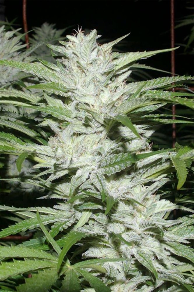 Digital Genetics Snowfire Isis Kush regulérní semena