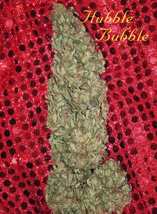 Mandala Seeds Hubble Bubble feminizovaná semena, 3 ks