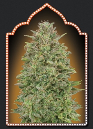 00 Seeds 00 Skunk feminizovaná semena