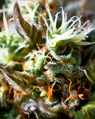 Ripper Seeds Lemon Ice 2.0 feminizovaná semena
