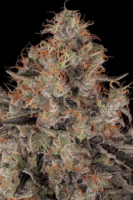 Paradise Seeds Chong ́s Choice Blue Kush Berry feminizovaná semena