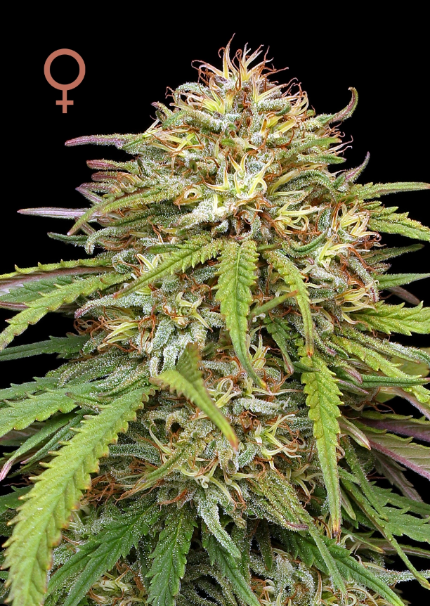 Humboldt Seed Company Ed Rosenthals Super High Life feminizovaná semena