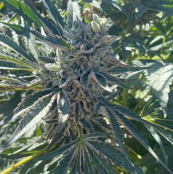 Big Mike's Genetics GMO-8541 feminizovaná semena, 3 ks