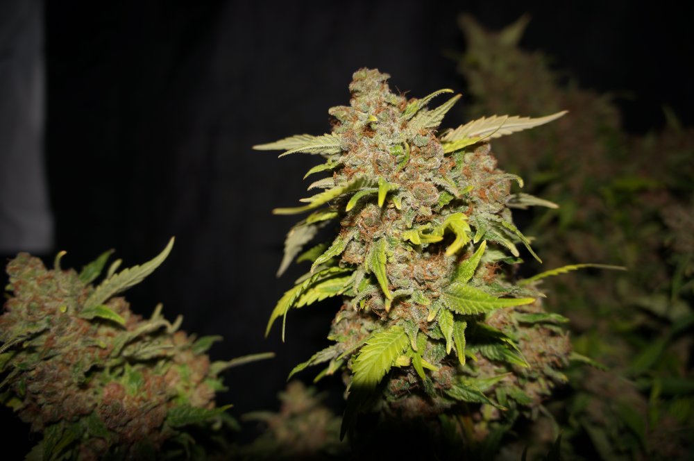 T.H. Seeds MOB feminizovaná semena