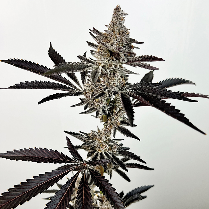 Exotic Genetix Cosmic 22 feminizovaná semena