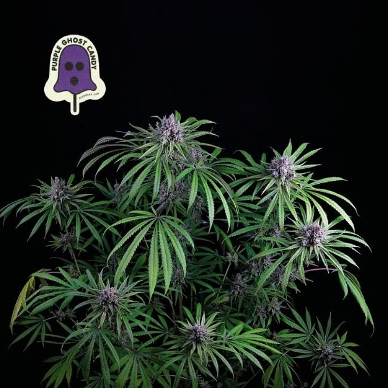Purple Ghost Candy - feminizované semienka konope 10 ks, Seedsman