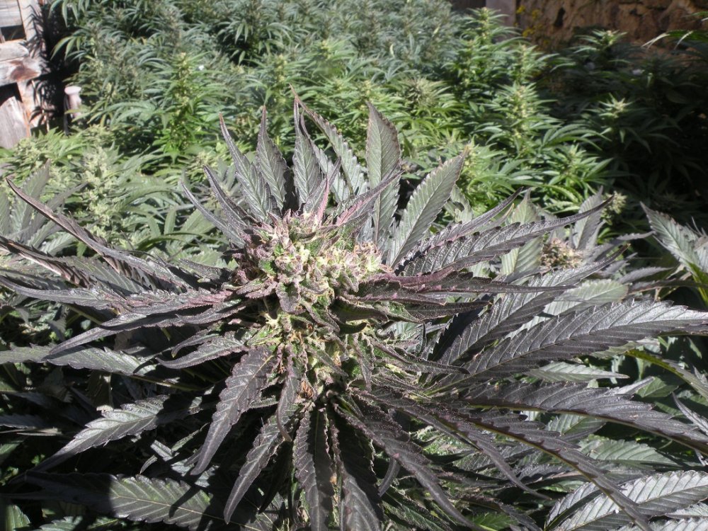 French Touch Seeds Frencheese feminizovaná semena