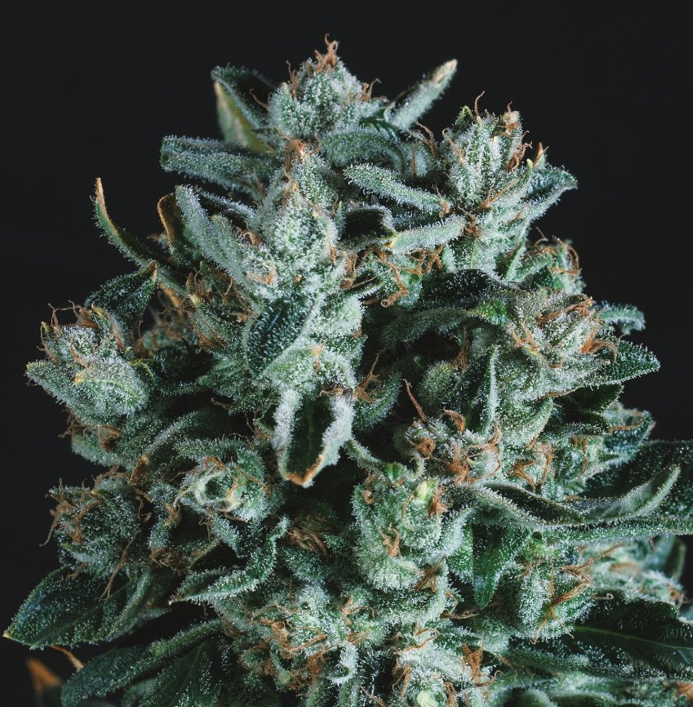 Super CBDx Diesel x SCBDX feminizovaná semena