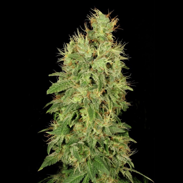 Serious Seeds Chronic CBD feminizovaná semena