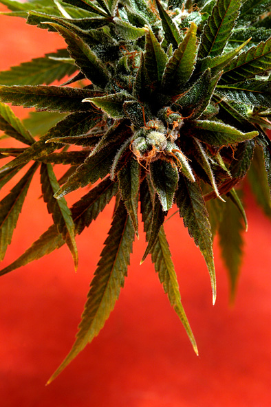 Delta 9 Labs Simpson Kush regulérní semena