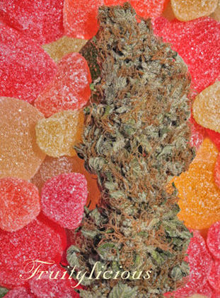 Mandala Seeds Fruitylicious feminizovaná semena