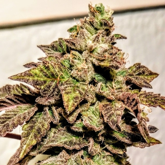 Holy Smoke Seeds London Cookies regulérní semena