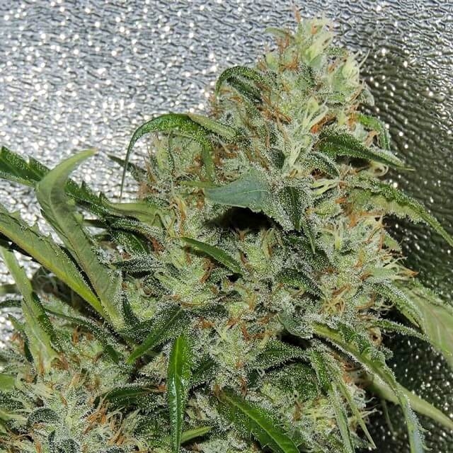 Karma Genetics Amnesia OG feminizovaná semena