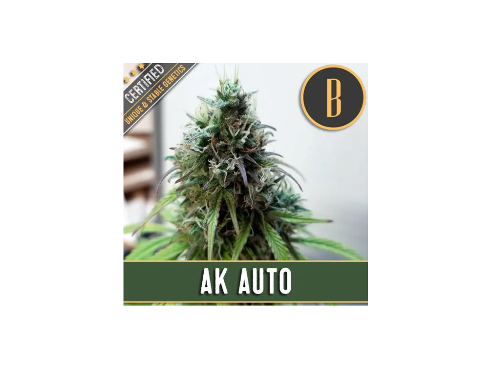 Blimburn Seeds AK Auto samonakvétací feminizovaná semena