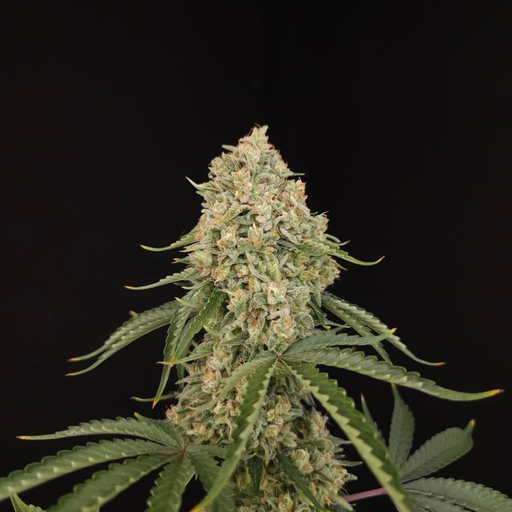 Paradise Seeds Tropical Fruit Cake feminizovaná semena