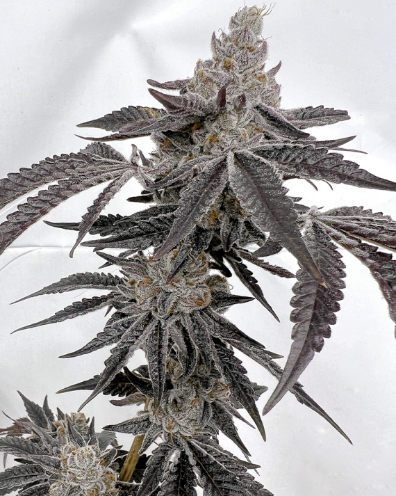 Solfire Gardens Ice Cold feminizovaná semena, 6 ks