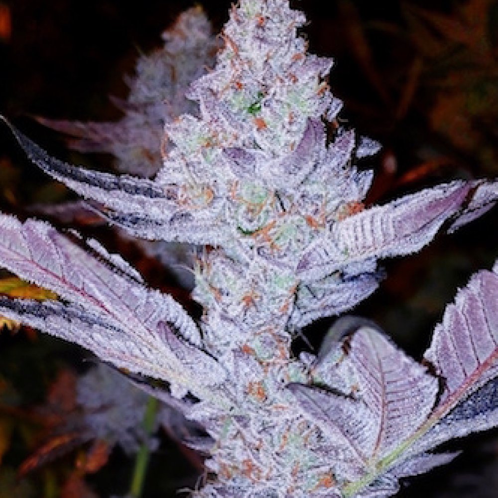 Ethos Genetics GMO Zkittlez F1 regulérní semena