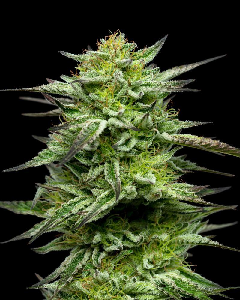 Humboldt Seed Company Mountaintop Mint feminizovaná semena