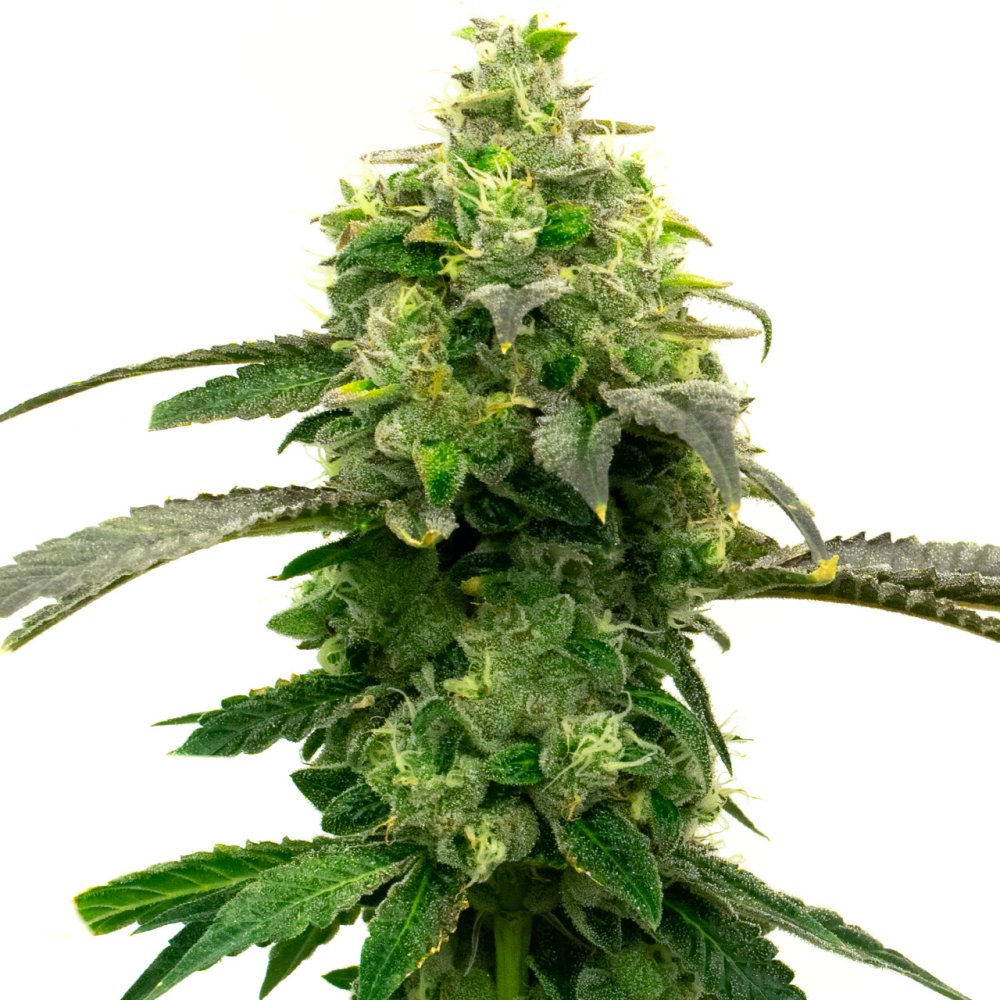 BlimBurn Seeds Hellfire OG by Steve DeAngelo feminizovaná semena