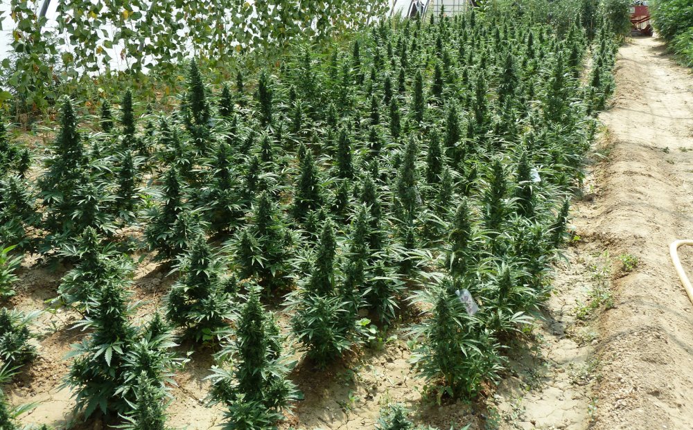 T.H. Seeds Auto Northern HOG samonakvétací semena