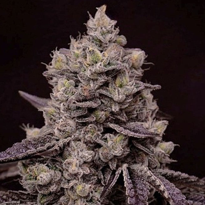 Ethos Genetics Fanta Sea Rbx feminizovaná semena