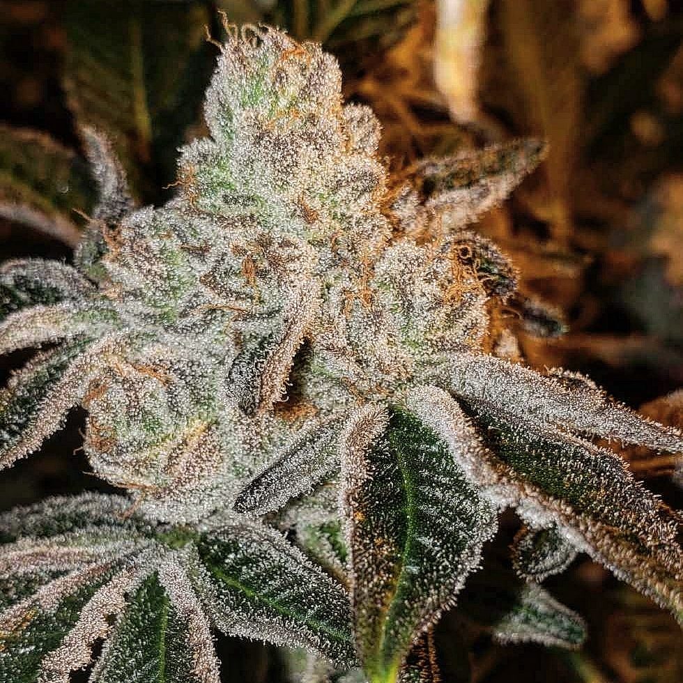 Ethos Genetics Johny Dang R1 feminizovaná semena