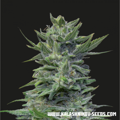Kalashnikov Seeds Lavanda Cream feminizovaná semena